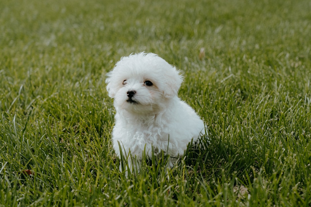 Photo Puppy, Maltipoo